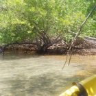 balade kayak mangrove martinique