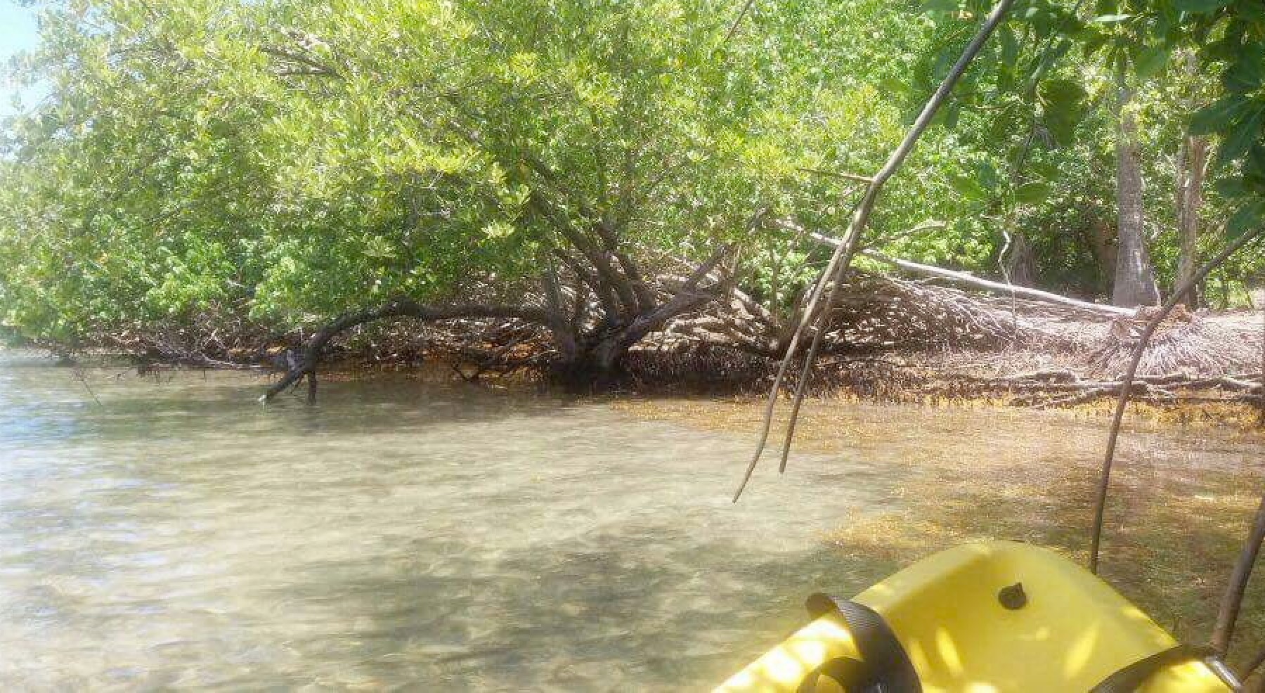 balade kayak mangrove martinique